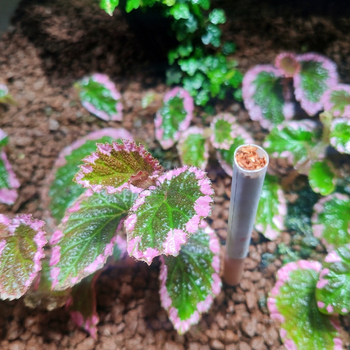 Fulvo Villosa Begonia ( Begonia fulvovillosa )