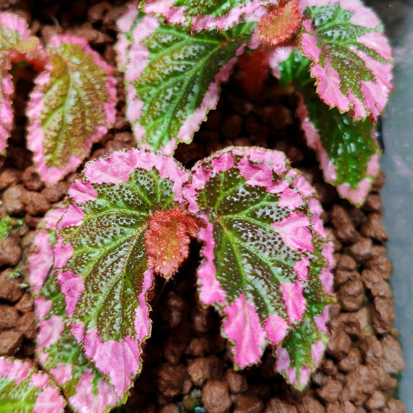 Fulvo Villosa Begonia ( Begonia fulvovillosa )