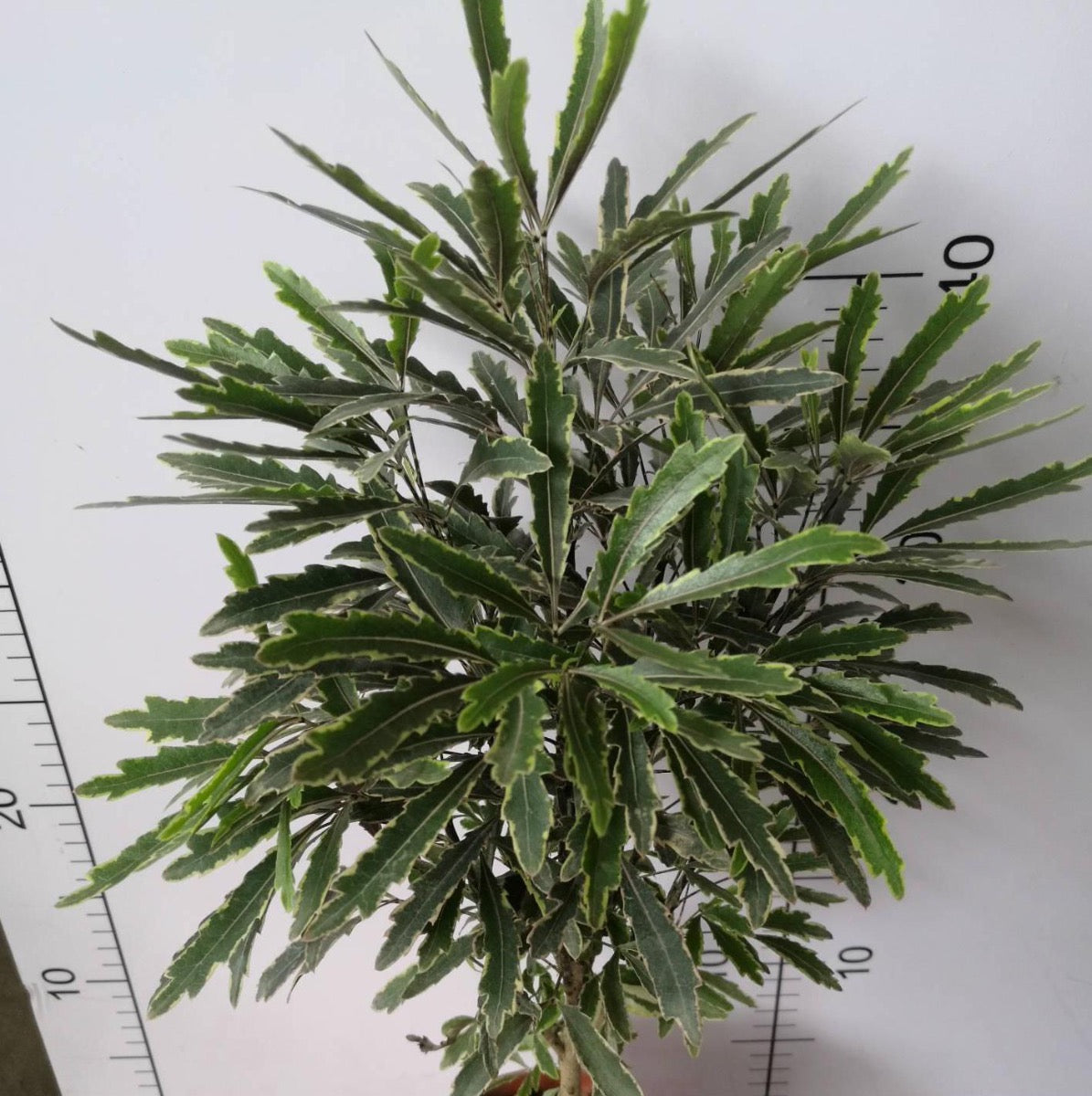 False Aralia Variegated (Dizygotheca Elegantissima)