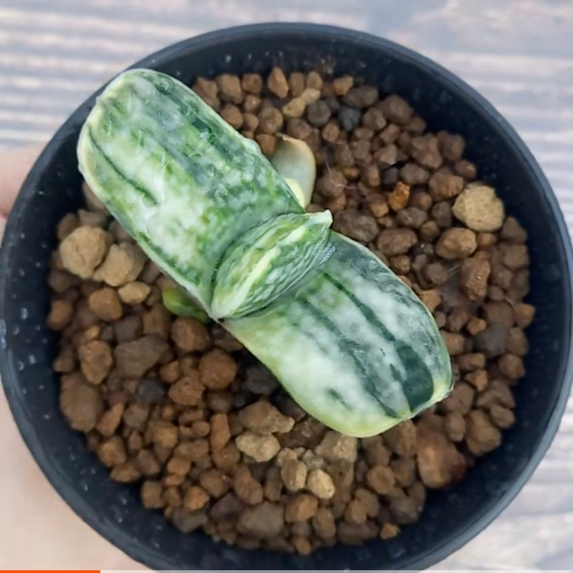 Ox-tongue (Gasteria gracilis cv. Variegata Yellow)