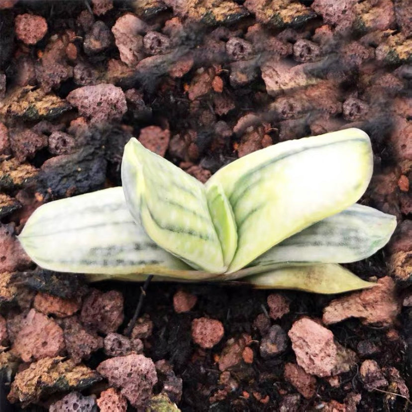 Ox-tongue (Gasteria gracilis cv. Variegata Yellow)
