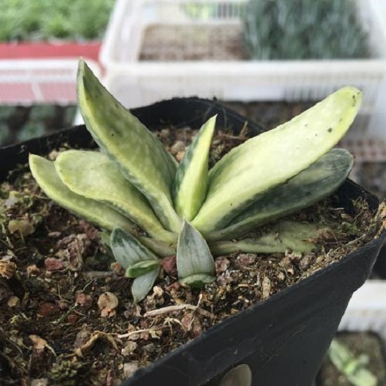 Ox-tongue (Gasteria gracilis cv. Variegata Yellow)