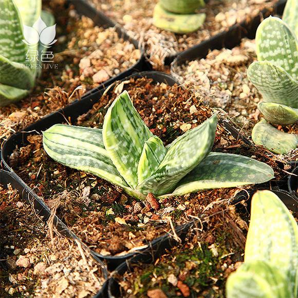 Ox-tongue (Gasteria gracilis cv. Variegata Yellow)