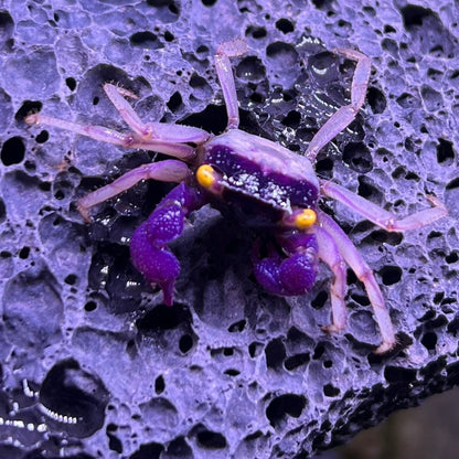 Orchid Vampire Crab (Geosesarma dennerle Vampire Crab  var. White Leg)