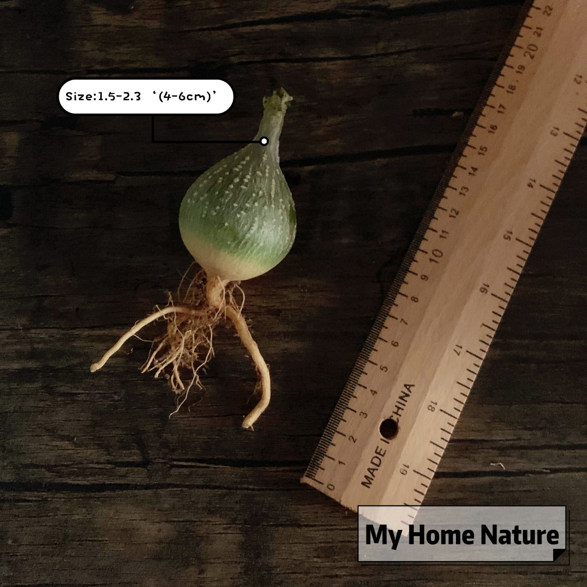 Gerrardanthus macrorhizus