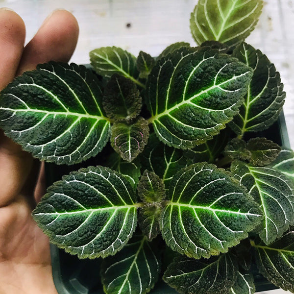 Conandron sp. fluorescent