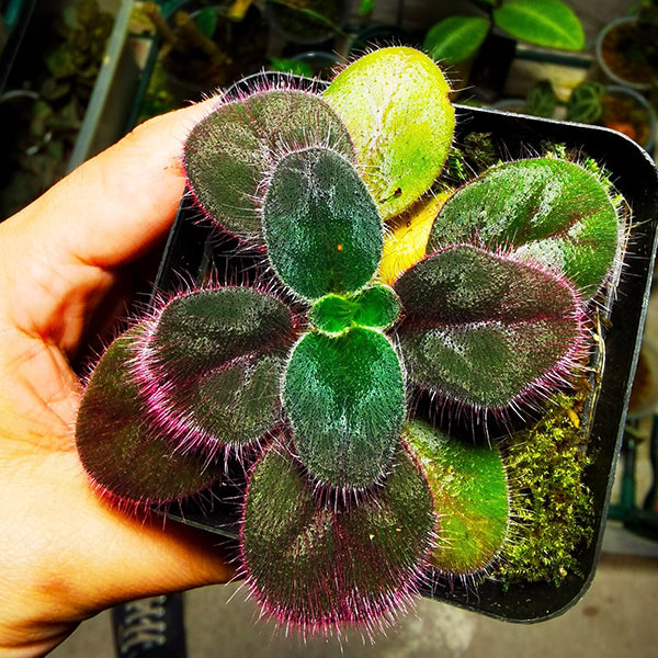 Conandron sp. Purple fluff