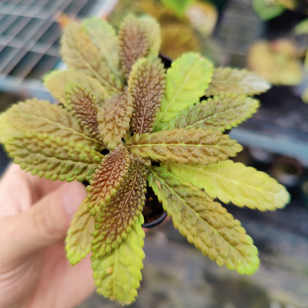 Conandron sp. " South America"