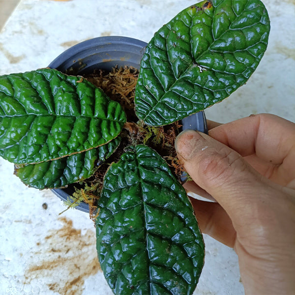 wrinkled succulent leaves Gesneriaceae sp. Wrinkled leaf- Live Arrival Guarantee