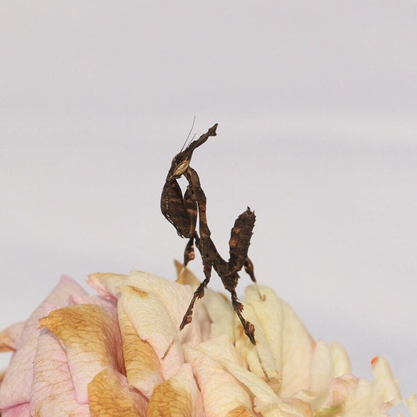 Ghost Mantis (Phyllocrania paradoxa)