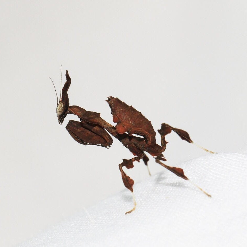 Ghost Mantis (Phyllocrania paradoxa)