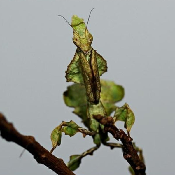 Ghost Mantis (Phyllocrania paradoxa)