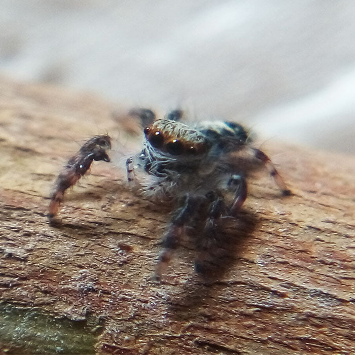 Giant Jumping Spider (Hyllus diardi)