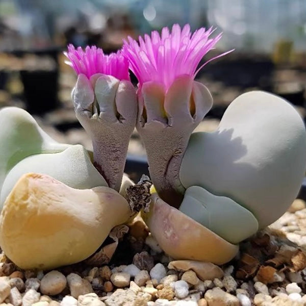 Shark's Mouth Mesemb (Gibbaeum album)
