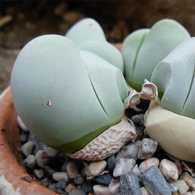 Shark's Mouth Mesemb (Gibbaeum album)