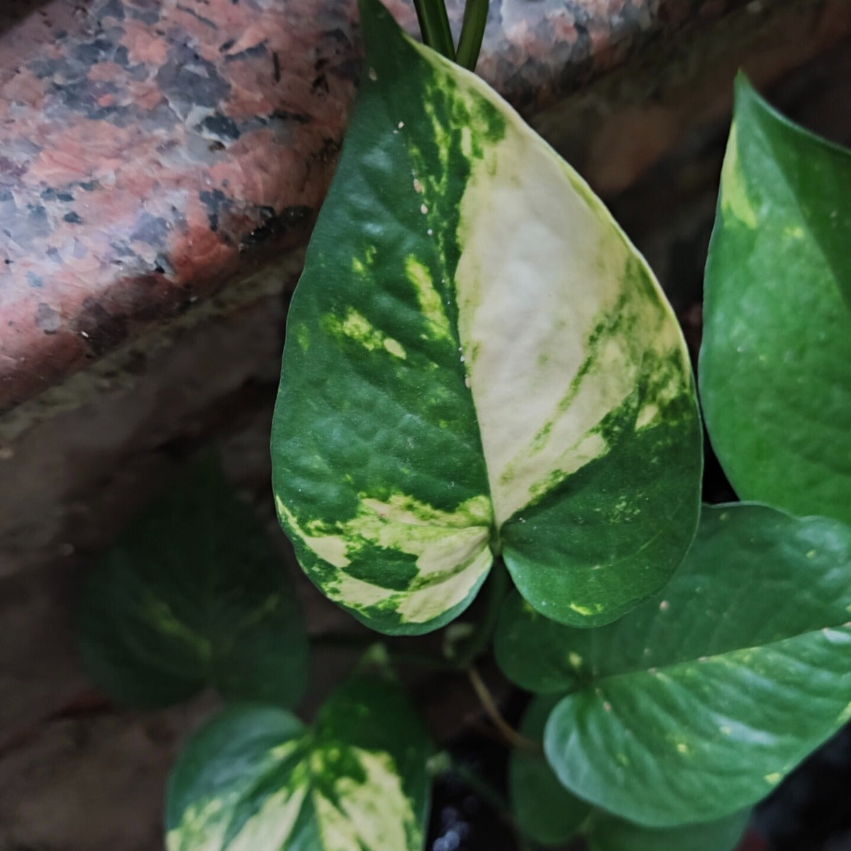 Golden Pothos ( Epipremnum Aureum )