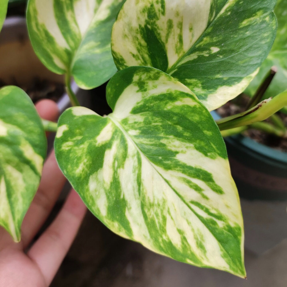 Golden Pothos ( Epipremnum Aureum )