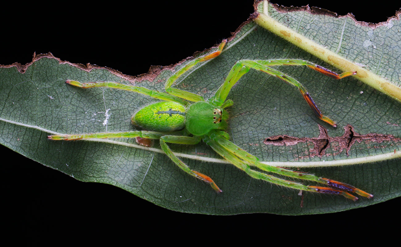 Huntsman Spider (Gnathopalystes sp. )