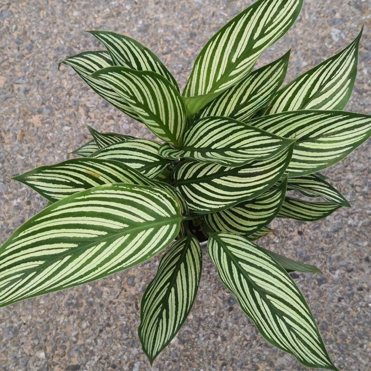 Calathea Elliptica ‘ Vittata ’
