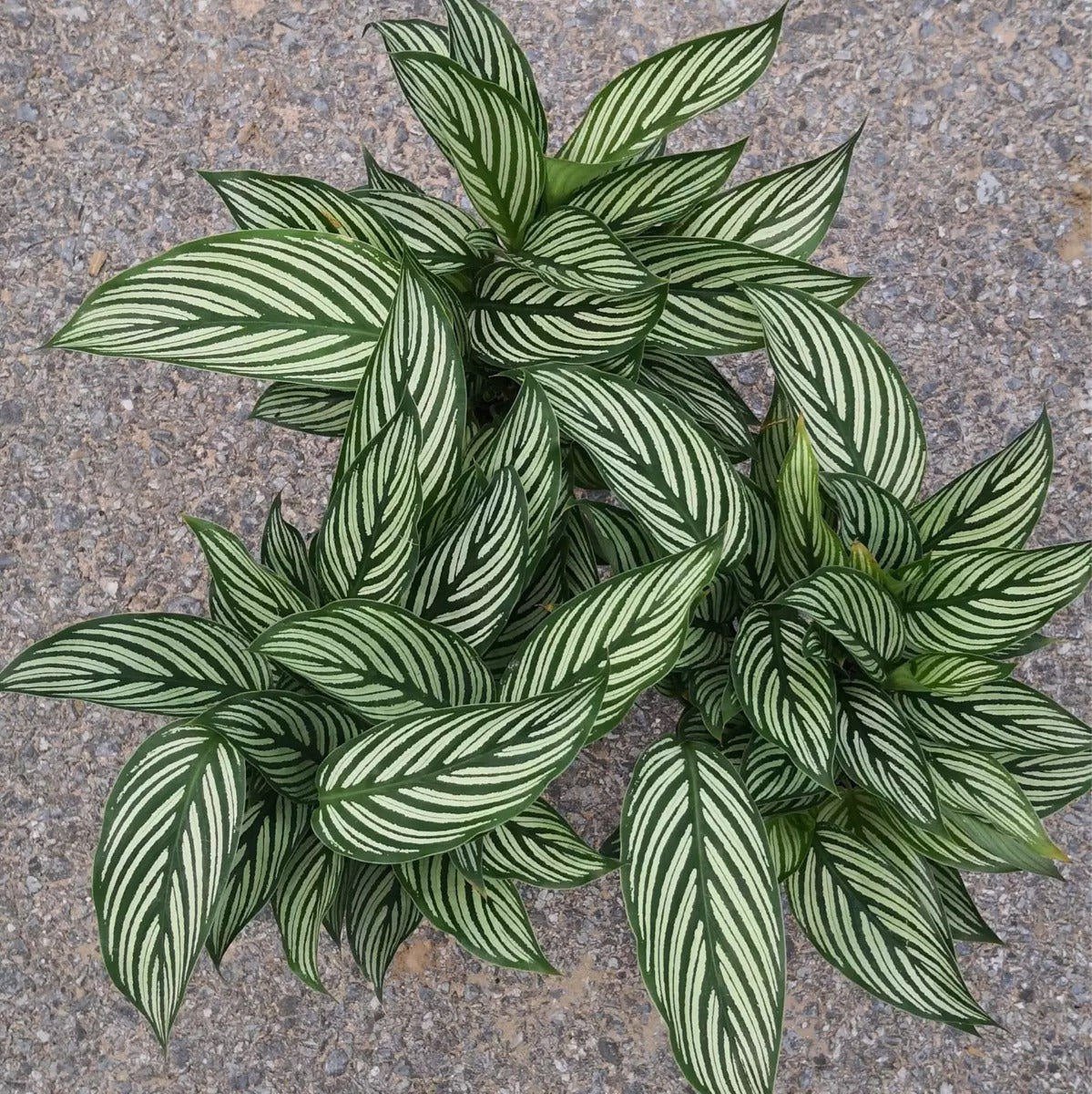 Calathea Elliptica ‘ Vittata ’