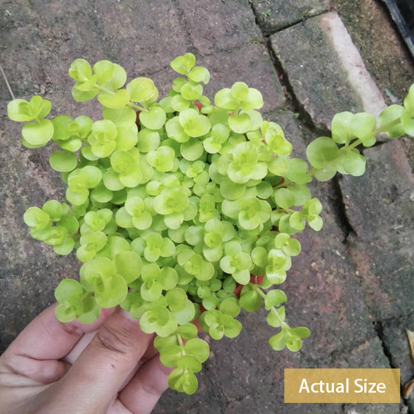 Golden Creeping Jenny ( Lysimachia nummularia ‘ Aurea ’ )