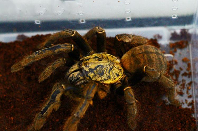 Golden Earth Tiger Tarantula (Cyriopagopus schmidti)