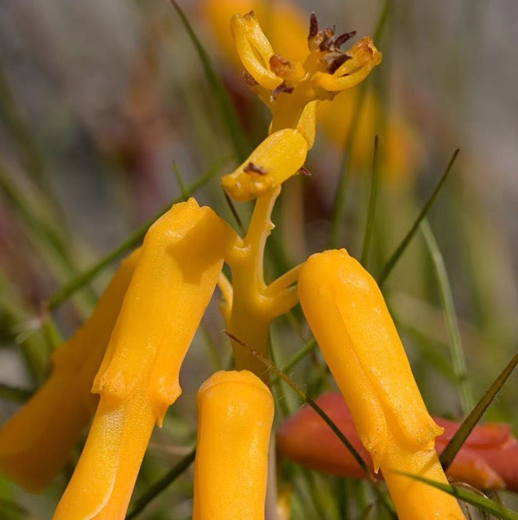 Golden opal flower (Lachenalia flava)