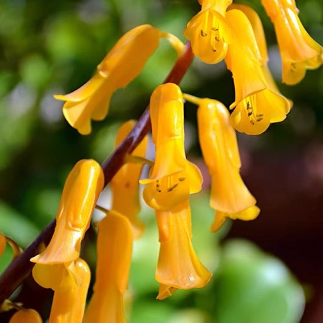 Golden opal flower (Lachenalia flava)