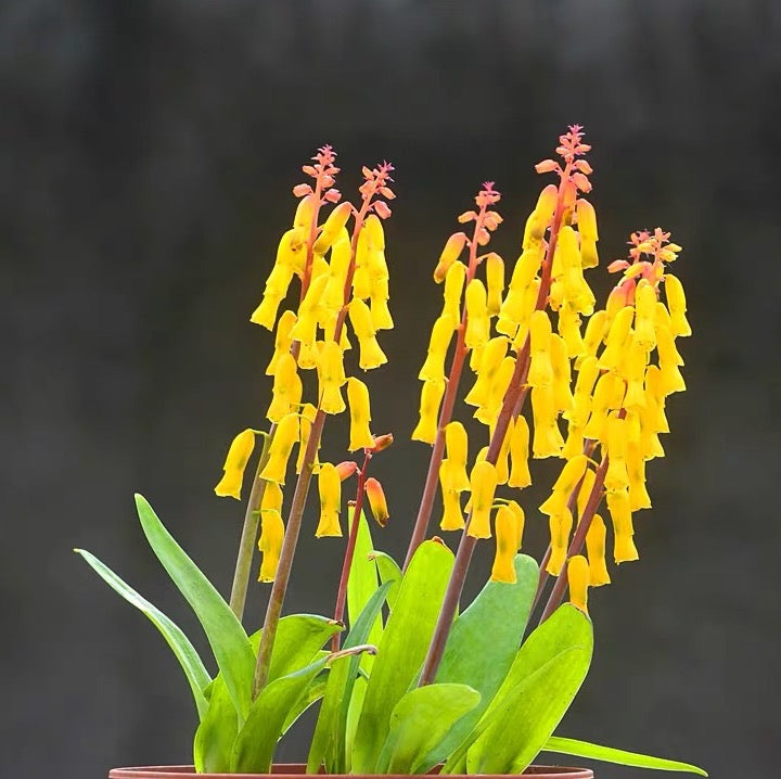 Golden opal flower (Lachenalia flava)