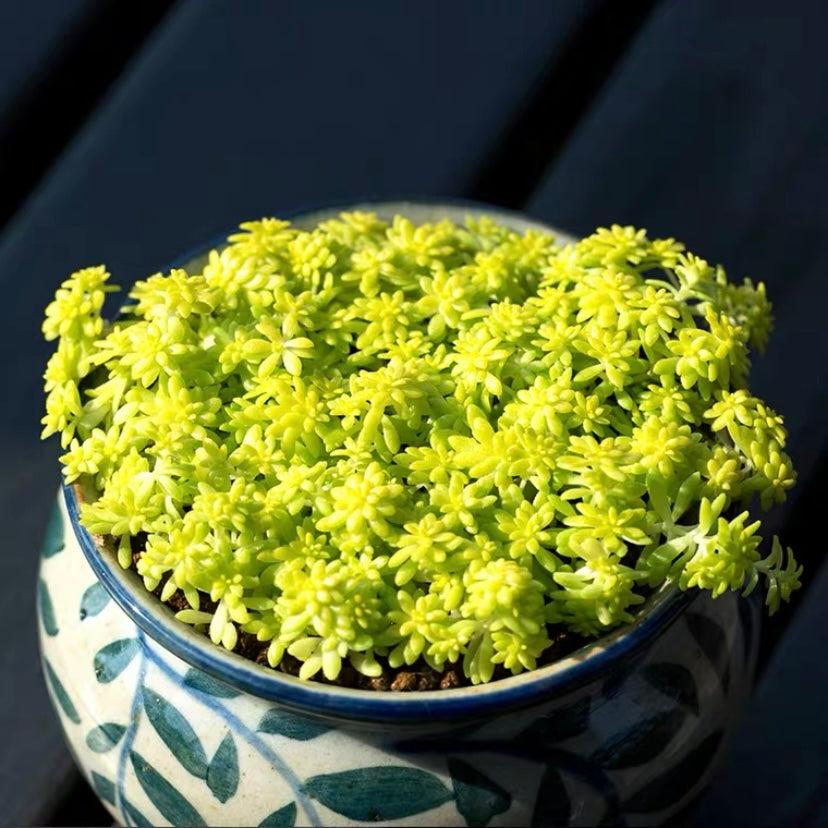 Golden Sedum (Sedum hispanicum )