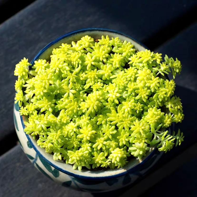 Golden Sedum (Sedum hispanicum )