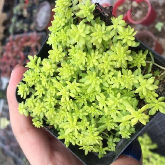 Golden Sedum (Sedum hispanicum )