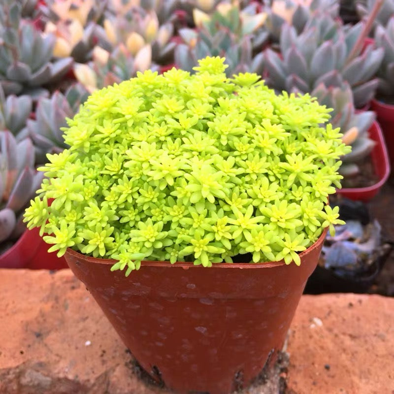 Golden Sedum (Sedum hispanicum )