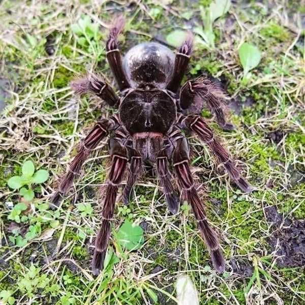 Goliath Bird Eating Tarantula (Theraphosa blondi)