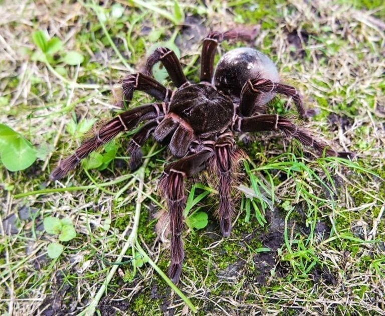 Goliath Bird Eating Tarantula (Theraphosa blondi)