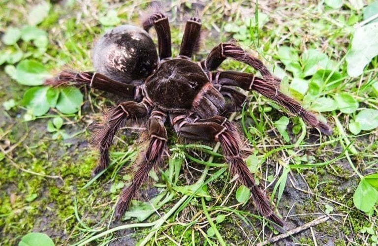 Goliath Bird Eating Tarantula (Theraphosa blondi)