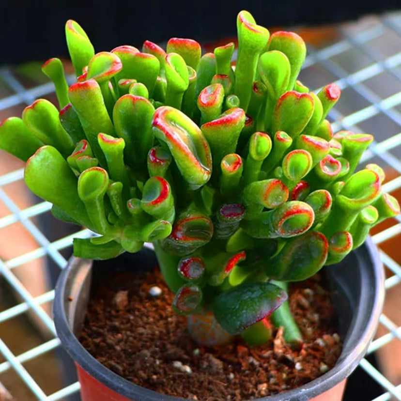 gollum jade succulents Gollum Jade (Crassula oblique)