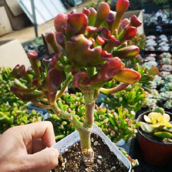 Gollum Jade (Crassula oblique)