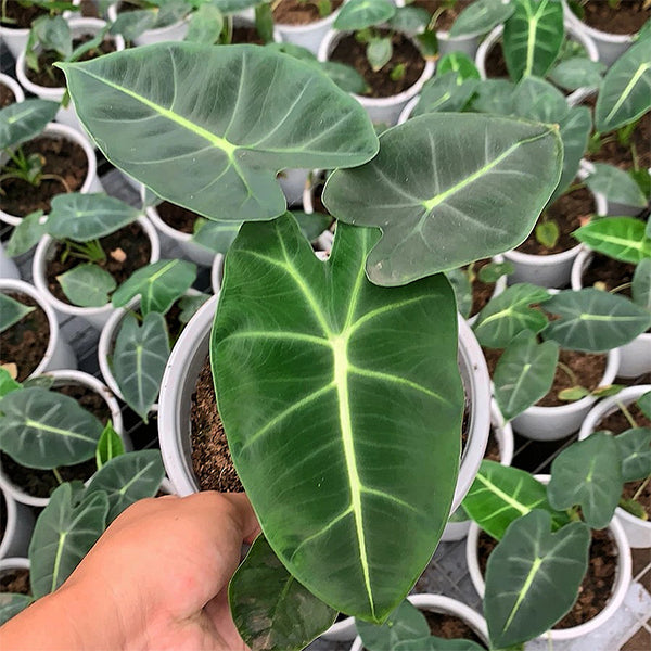 Green Velvet (Alocasia micholitziana ‘Frydek’ )