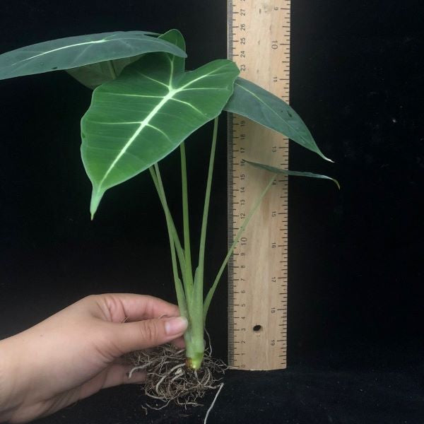 Green Velvet (Alocasia micholitziana ‘Frydek’ )
