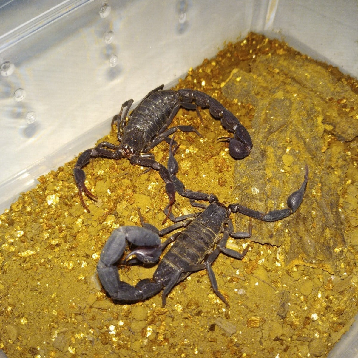 Grosphus grandidieri