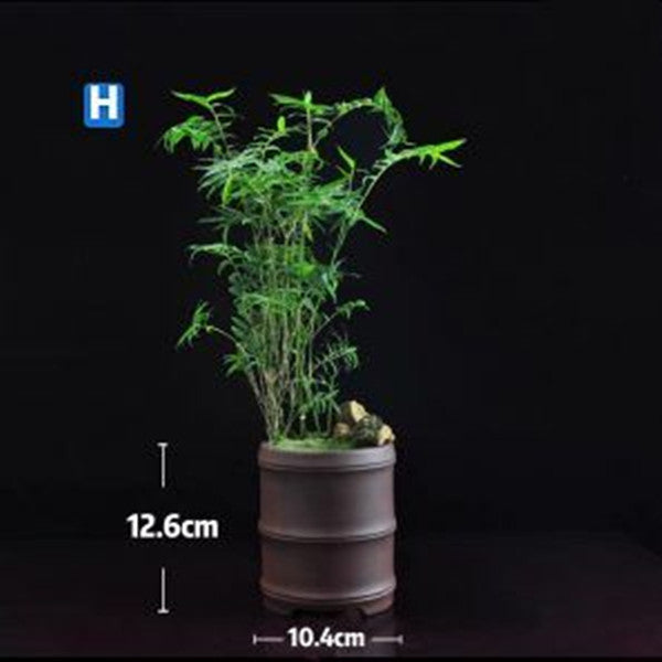 Bamboo Bonsai (Bambusoideae sp)