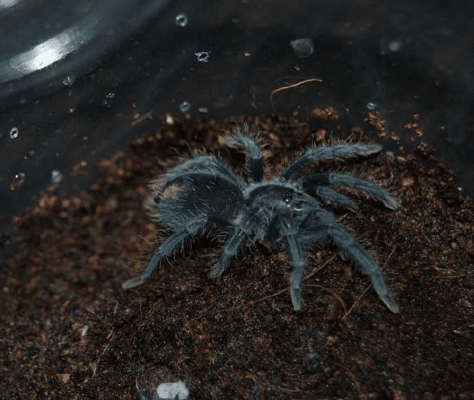 Haitian Brown Tarantula (Phormictopus cancerides)