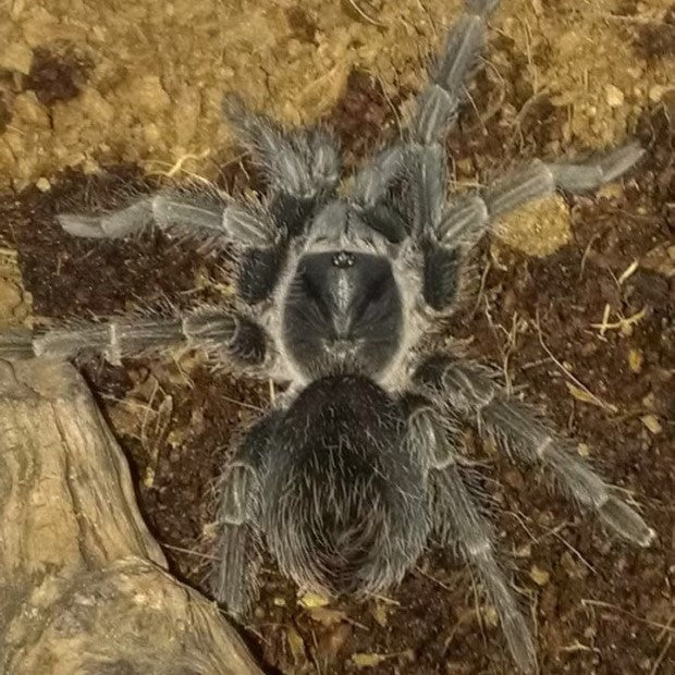 Haitian Brown Tarantula (Phormictopus cancerides)