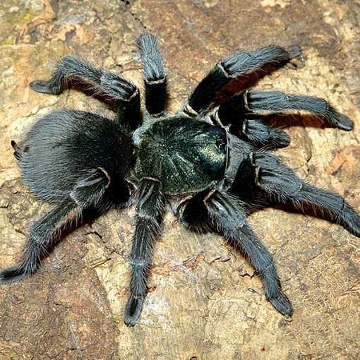 Haitian Brown Tarantula (Phormictopus cancerides)