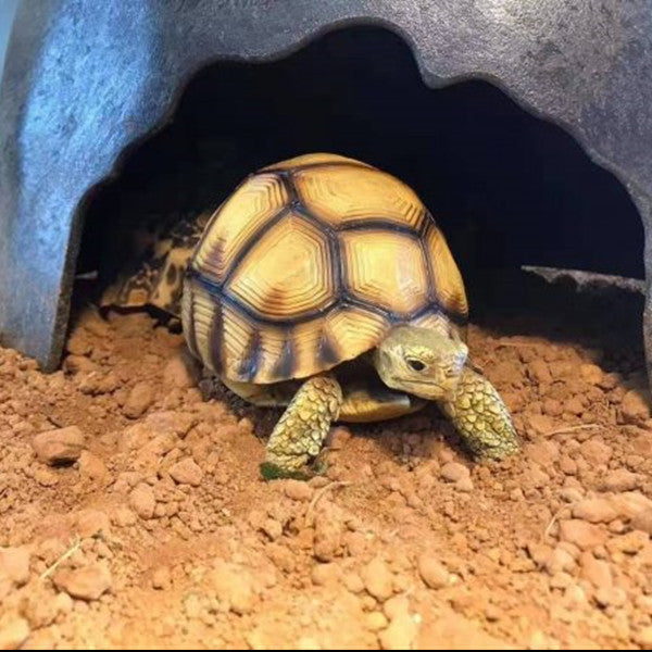 Handcrafted Turtle Figurine – Ploughshare Tortoise model