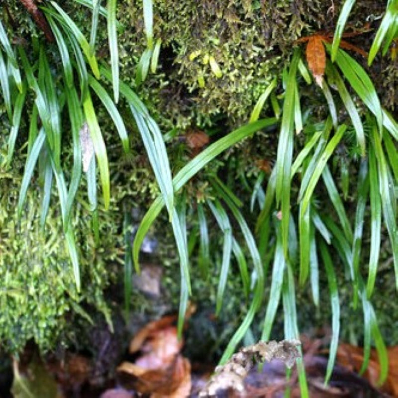 Vittaria flexuosa