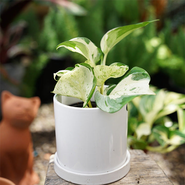 Pothos "Happy Leaf" (Epipremnum Aureum)