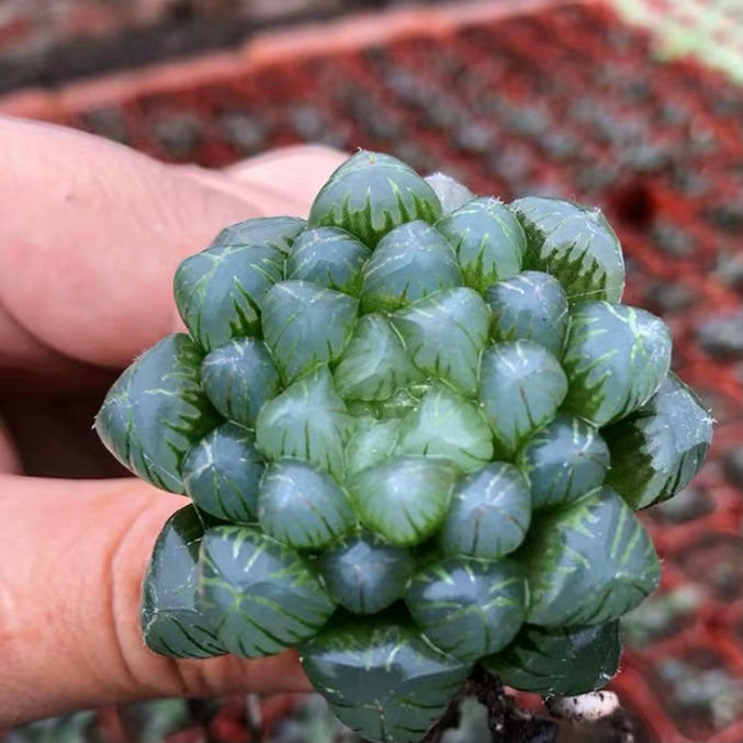 Haworthia cooperi var. truncata