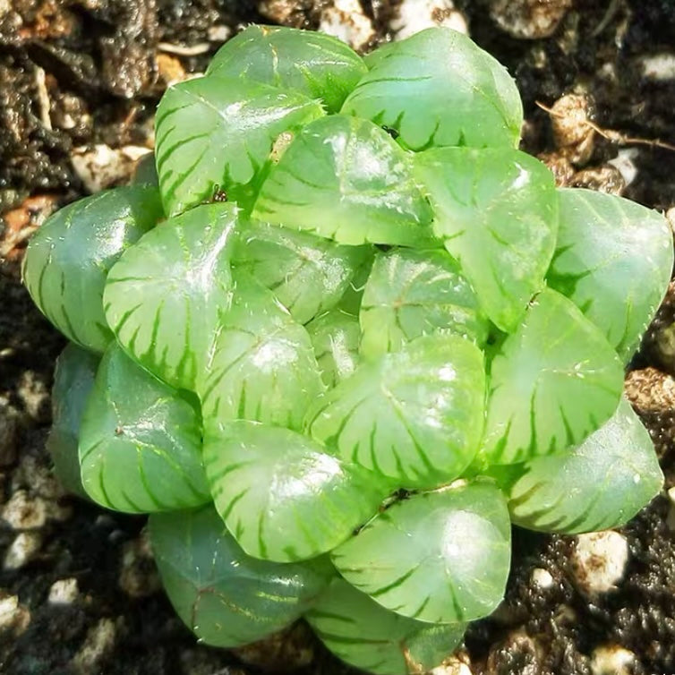Haworthia cooperi var. truncata